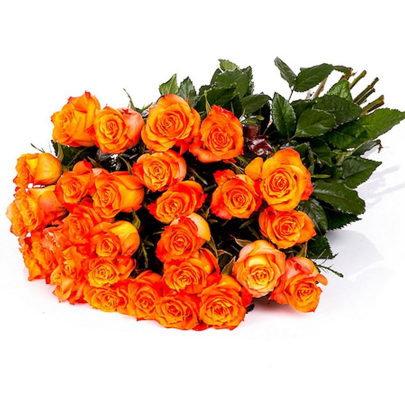 Oranžové růže